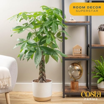Costa Farms Money Tree - Large Live Indoor Plant Gift