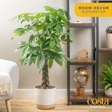 Costa Farms Money Tree - Large Live Indoor Plant Gift