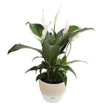 Costa Farms Spathiphyllum Peace Lily Live Indoor Plant in in Premium Scheurich Ceramic Planter, 15-Inch