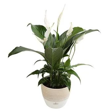Costa Farms Spathiphyllum Peace Lily Live Indoor Plant in in Premium Scheurich Ceramic Planter, 15-Inch