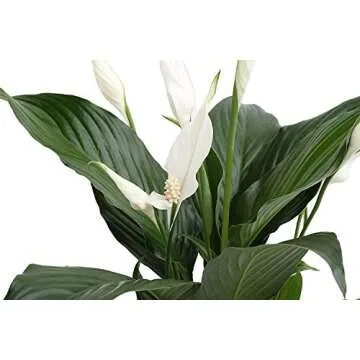 Costa Farms Spathiphyllum Peace Lily Live Indoor Plant in in Premium Scheurich Ceramic Planter, 15-Inch