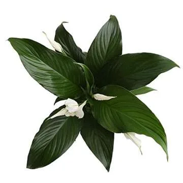 Costa Farms Spathiphyllum Peace Lily Live Indoor Plant in in Premium Scheurich Ceramic Planter, 15-Inch