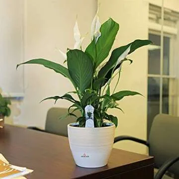 Costa Farms Spathiphyllum Peace Lily Live Indoor Plant in in Premium Scheurich Ceramic Planter, 15-Inch