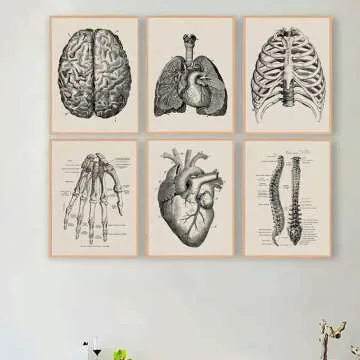 Vintage Medical Prints - Historical Art for Collectors