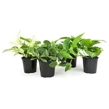 Live Pothos Plants (4PK) Indoor Plants Live Houseplants & Plant Collection (4PK) Live Plants & usepl...