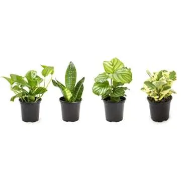 Live Pothos Plants (4PK) Indoor Plants Live Houseplants & Plant Collection (4PK) Live Plants & useplants (Pack of 6)