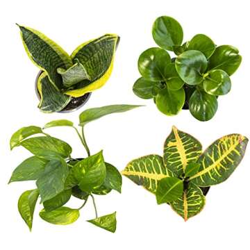 Live Pothos Plants (4PK) Indoor Plants Live Houseplants & Plant Collection (4PK) Live Plants & useplants (Pack of 6)