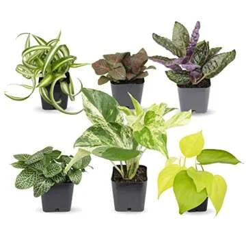 Live Pothos Plants (4PK) Indoor Plants Live Houseplants & Plant Collection (4PK) Live Plants & useplants (Pack of 6)