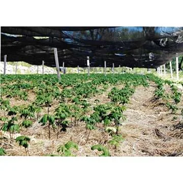 Maui Medicinal Herbs Goldenseal Root Powder USA Grown