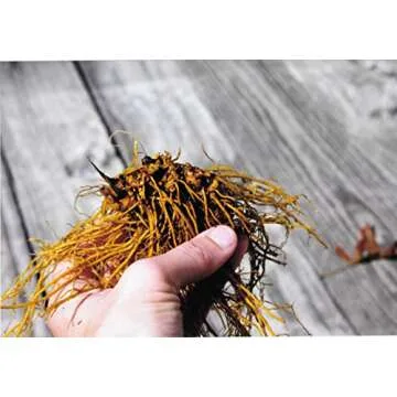 Maui Medicinal Herbs Goldenseal Root Powder USA Grown
