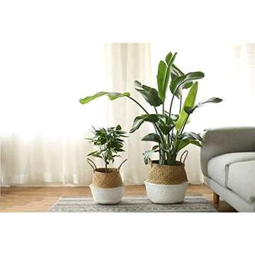 Foldable Small White Bottom Seagrass Belly Basket with Handles for Storage, Nursery Laundry Tote Beach Bag Plant Pots Cover Indoor Decorative