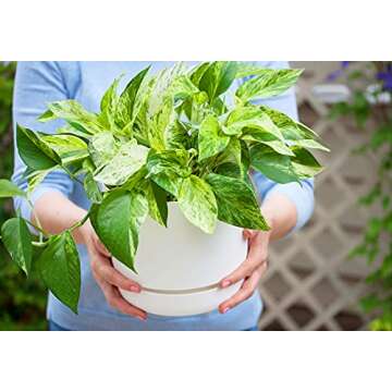 Marble Queen Pothos - Easy-Care Air Purifying Houseplant