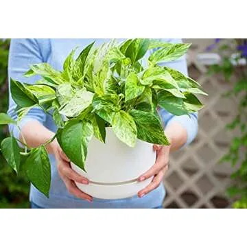 Marble Queen Pothos - Easy-Care Air Purifying Houseplant