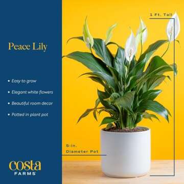 Costa Farms Peace Lily, Live Indoor Plant with Flowers, Easy to Grow Houseplant in Decorative Pot, Potting Soil, 1 Foot Tall| Valentines Day Gift | Valentines Day Decoration