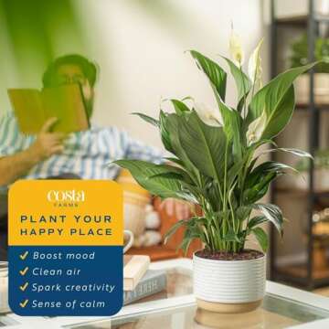 Costa Farms Peace Lily, Live Indoor Plant with Flowers, Easy to Grow Houseplant in Decorative Pot, Potting Soil, 1 Foot Tall| Valentines Day Gift | Valentines Day Decoration