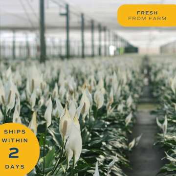 Costa Farms Peace Lily, Live Indoor Plant with Flowers, Easy to Grow Houseplant in Decorative Pot, Potting Soil, 1 Foot Tall| Valentines Day Gift | Valentines Day Decoration