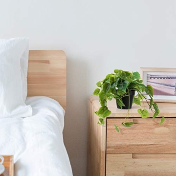 LuckyGreenery Artificial Scindapsus Aureus for Home Decor