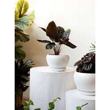 LE TAUCI Plant Pot with Drainage Hole and Saucer, 5.7+4.5+3.5 Inch Ceramic Planter Pots, Small to Large Sized, Flower Pot for Indoor Plants, Garden Patio Decor, Set of 3, White (Plants not Included)