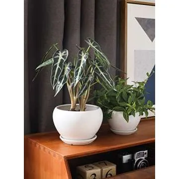 LE TAUCI Plant Pot with Drainage Hole and Saucer, 5.7+4.5+3.5 Inch Ceramic Planter Pots, Small to Large Sized, Flower Pot for Indoor Plants, Garden Patio Decor, Set of 3, White (Plants not Included)