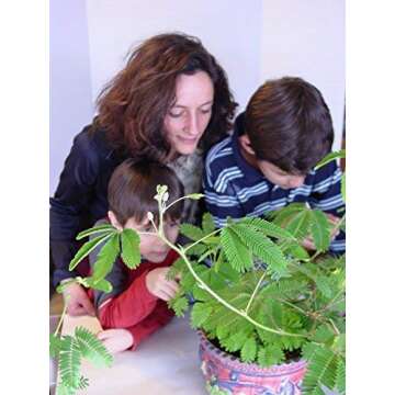 Zombie Plant Seed Packets (2) – Grow Your own Live Zombie Plant! Watch it Play Dead When Touched. Comes Back to Life in Minutes! Educational STEM, and Interactive Indoor Fun or Party Favor