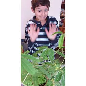 Zombie Plant Seed Packets (2) – Grow Your own Live Zombie Plant! Watch it Play Dead When Touched. Comes Back to Life in Minutes! Educational STEM, and Interactive Indoor Fun or Party Favor