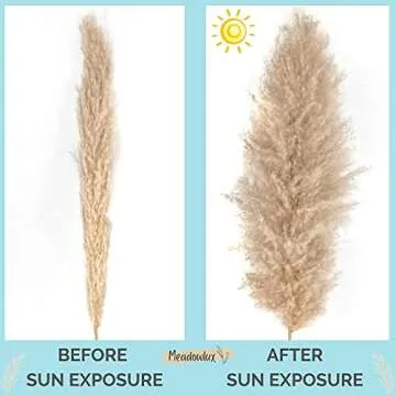 Meadowlux Tall Dried Pampas Grass - Premium 3 Stems 43-46", Fluffy Feathers for Vase, Modern Farmhouse Decor, Rustic Home Decor or Boho Decor, Natural Dried Plant for Wedding Decor - Light Beige