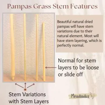 Meadowlux Tall Dried Pampas Grass - Premium 3 Stems 43-46", Fluffy Feathers for Vase, Modern Farmhouse Decor, Rustic Home Decor or Boho Decor, Natural Dried Plant for Wedding Decor - Light Beige