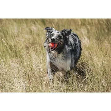 Chuckit! Ultra Ball Dog Toy - Perfect for Active Dogs