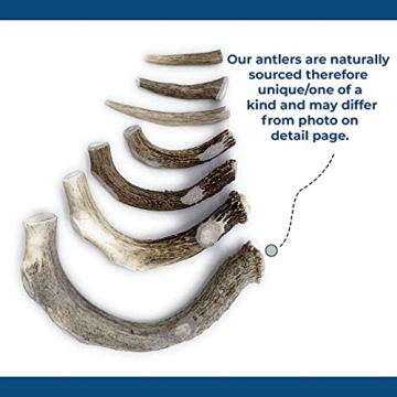 Bent & Freck Antler Chews for Dogs - Safe, Odorless Treats
