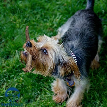 Bent & Freck Antler Chews for Dogs - Safe, Odorless Treats