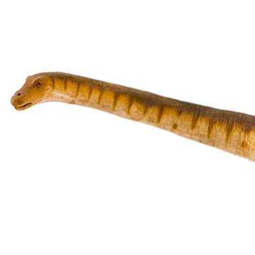 Safari Ltd. Patagotitan mayorum Figurine - Detailed 15" Plastic Model Figure - Fun Educational Dinosaur Play Toy for Boys, Girls & Kids Ages 3+