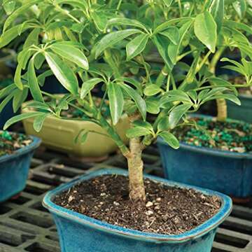 Brussel's Bonsai Live Hawaiian Umbrella Bonsai Tree - Small, 3 Year, 4 to 7 Inches Tall - Indoor Bonsai Tree with Ceramic Bonsai Pot