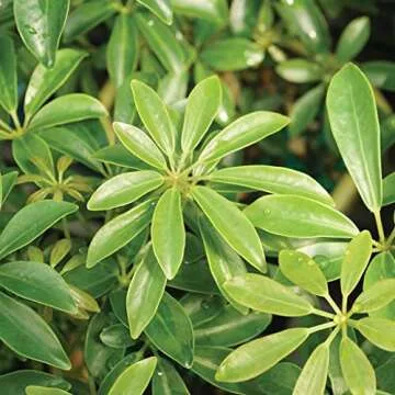 Brussel's Bonsai Live Hawaiian Umbrella Bonsai Tree - Small, 3 Year, 4 to 7 Inches Tall - Indoor Bonsai Tree with Ceramic Bonsai Pot