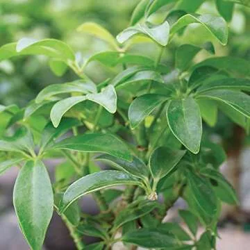 Brussel's Bonsai Live Hawaiian Umbrella Bonsai Tree - Small, 3 Year, 4 to 7 Inches Tall - Indoor Bonsai Tree with Ceramic Bonsai Pot