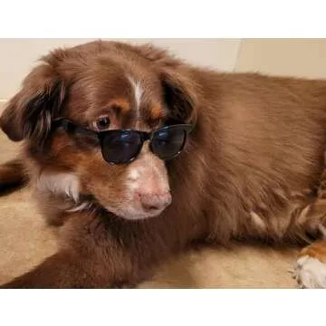 G006 Dog Medium Breeds 20-40 lbs Pet Cat 80s Costume Prop Sunglasses (Black)
