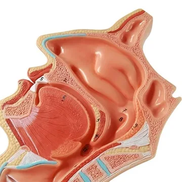 Evotech Life Size Nasal Oral Cavity Anatomical Model
