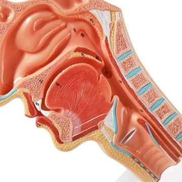 Evotech Life Size Nasal Oral Cavity Anatomical Model