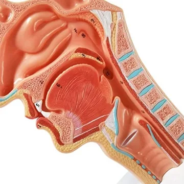 Evotech Life Size Nasal Oral Cavity Anatomical Model