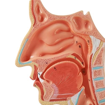 Evotech Life Size Nasal Oral Cavity Anatomical Model