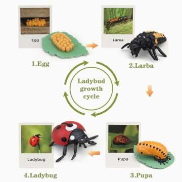 Mbrain Life Cycle Learning & Education Toys,Montessori Toys Figurines for Frog, Butterfly, Ladybug,Plants Kit,Gift for Girl & Boy for 3 4 5 Year Old