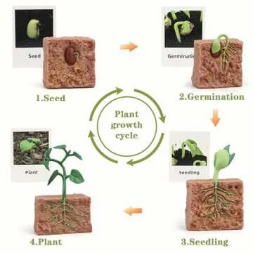 Mbrain Life Cycle Learning & Education Toys,Montessori Toys Figurines for Frog, Butterfly, Ladybug,Plants Kit,Gift for Girl & Boy for 3 4 5 Year Old