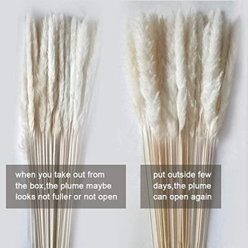 MQQ Natural Dried Pampas Grass Bundle for Home Decor