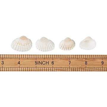 Natural Clamrose Seashells for DIY Craft Home Decoration