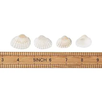 Natural Clamrose Seashells for DIY Craft Home Decoration
