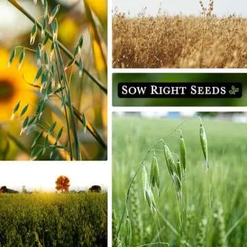 Sow Right Seeds - Winter Oats Seed for Planting - Cover Crops to Plant in Your Home Vegetable Garden - Enriches Soil - Suppresses Weeds - Helps Erosion - Non-GMO Heirloom Seeds - Great Gardening Gift