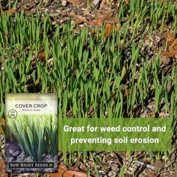 Sow Right Seeds - Winter Oats Seed for Planting - Cover Crops to Plant in Your Home Vegetable Garden - Enriches Soil - Suppresses Weeds - Helps Erosion - Non-GMO Heirloom Seeds - Great Gardening Gift