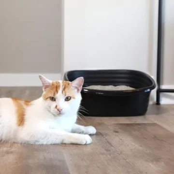 Arm & Hammer Simply Recycled Cat Litter Pan, Jumbo, Easy to Scoop and Clean, Sturdy, Black, Made in USA