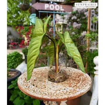 SUNPRAIRIE Realistic Faux Plant in Clear Pot with Artificial Water, Narrow Arrowhead Leaves. Artificial Plants Indoor and Outdoor