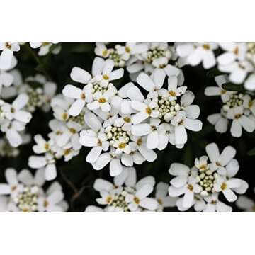 Set of 29 Black Duck Brand Flower Seed Packets 29 Varieties of Seeds! Y