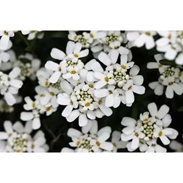 Set of 29 Black Duck Brand Flower Seed Packets 29 Varieties of Seeds! Y